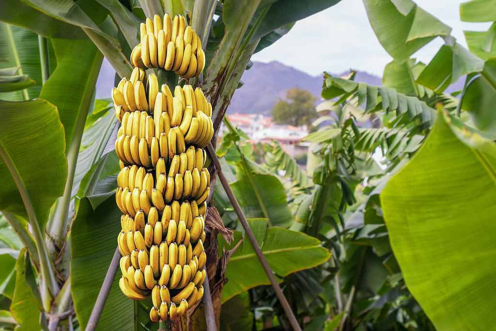 Abnehmen mit Bananen?